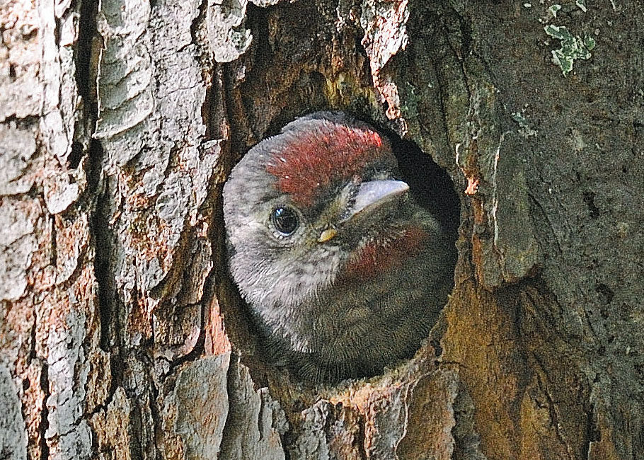 This is a young yellow-bellied sapsucker peering out of the nest cavity. These young were within a few days of fledging. The feathers are fully developed, and it has red markings on the head that it will still carry as an adult. When adults construct the nest cavity, they only make the entrance hole large enough to just fit through. In this way, they exclude larger predators from harming the brood.